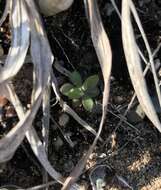 Image of western rockjasmine