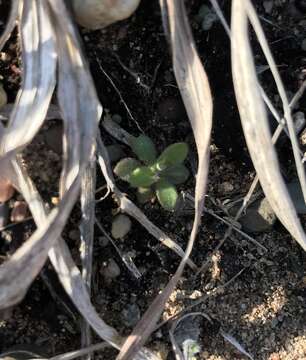 Plancia ëd Androsace occidentalis Pursh