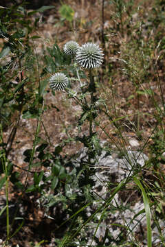 Image of Echinops sphaerocephalus subsp. albidus (Boiss. & Spruner) Kozuharov