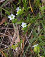 Image of narrowleaf minerslettuce