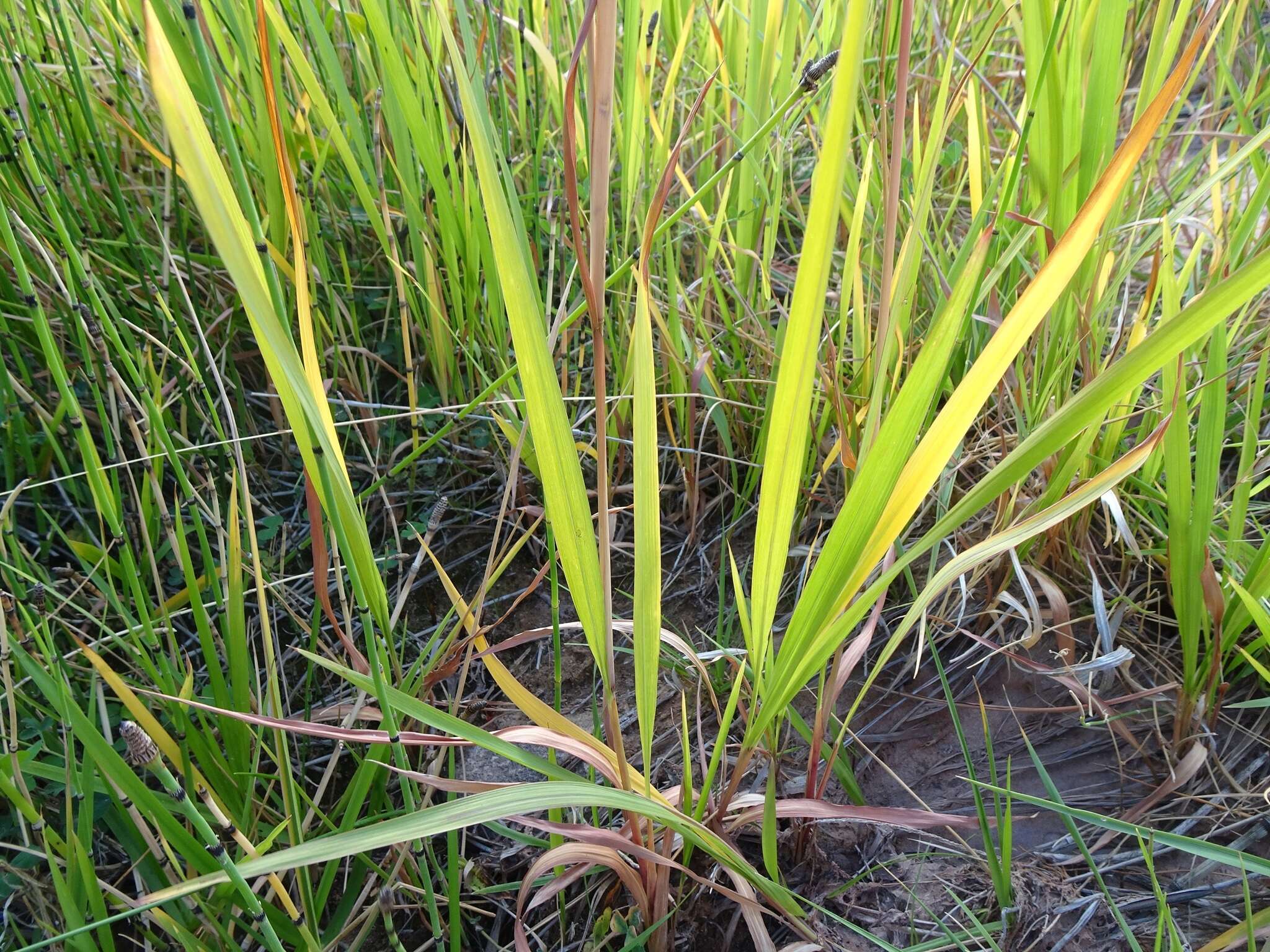 Imagem de Imperata brevifolia Vasey