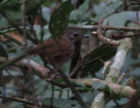 Image of Brown Illadopsis