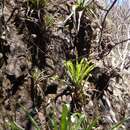 Image of Tillandsia mooreana L. B. Sm.