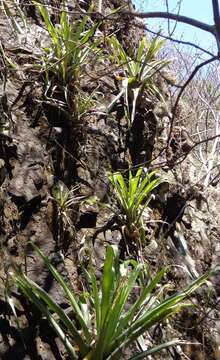 Image of Tillandsia mooreana L. B. Sm.