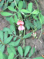 Imagem de Indigofera miniata Ortega