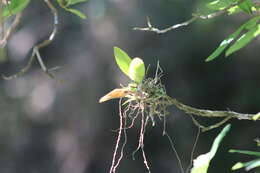 Image of Notylia orbicularis subsp. warfordiae Salazar