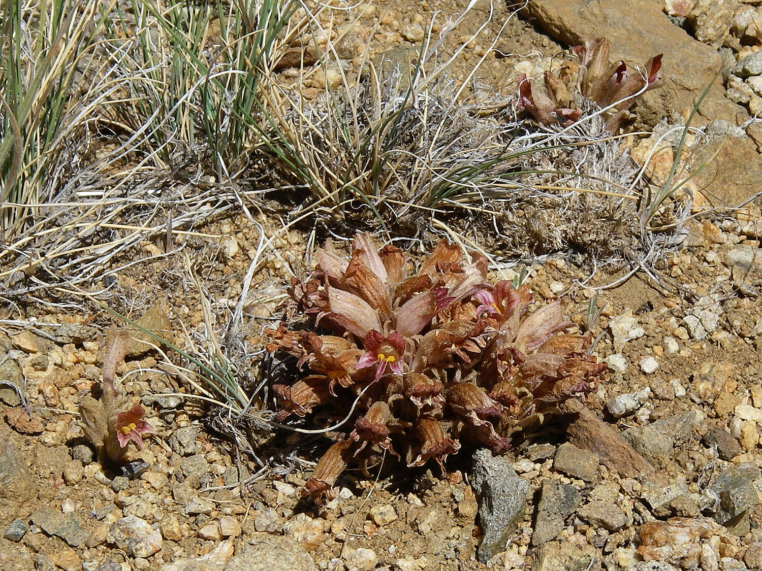 Image of Aphyllon corymbosum (Rydb.) A. C. Schneid.