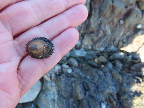 Image of prickly limpet