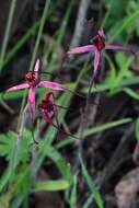 Caladenia formosa G. W. Carr的圖片