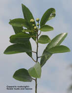 Image de Capparis roxburghii DC.