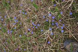 Image of Gentiana thunbergii var. thunbergii