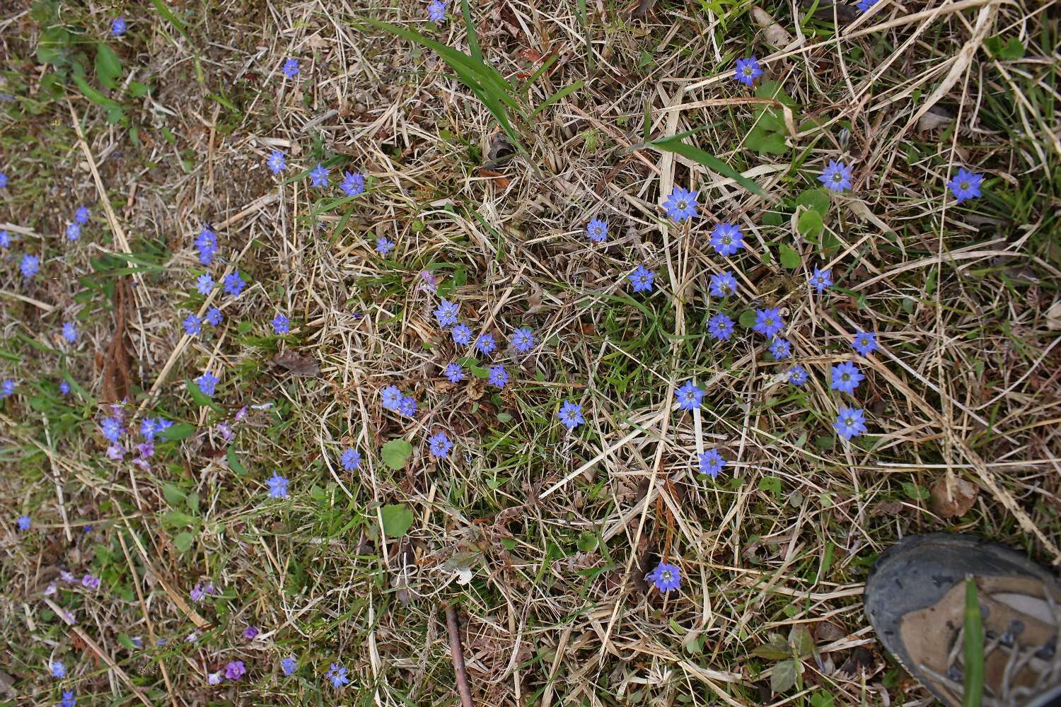 صورة Gentiana thunbergii var. thunbergii