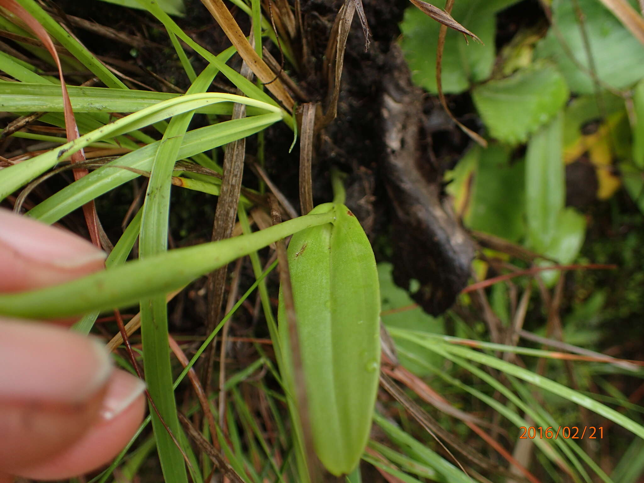 Image of Pterygodium hastatum Bolus