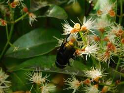 Imagem de Phytomia chrysopyga (Wiedemann 1819)