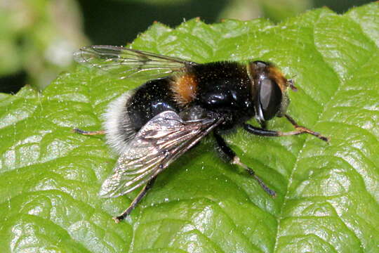 Image of Eristalis intricaria (Linnaeus 1758)