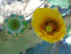 Image of Opuntia decumbens Salm-Dyck