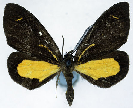 Image of <i>Ctimene radicata ab</i>