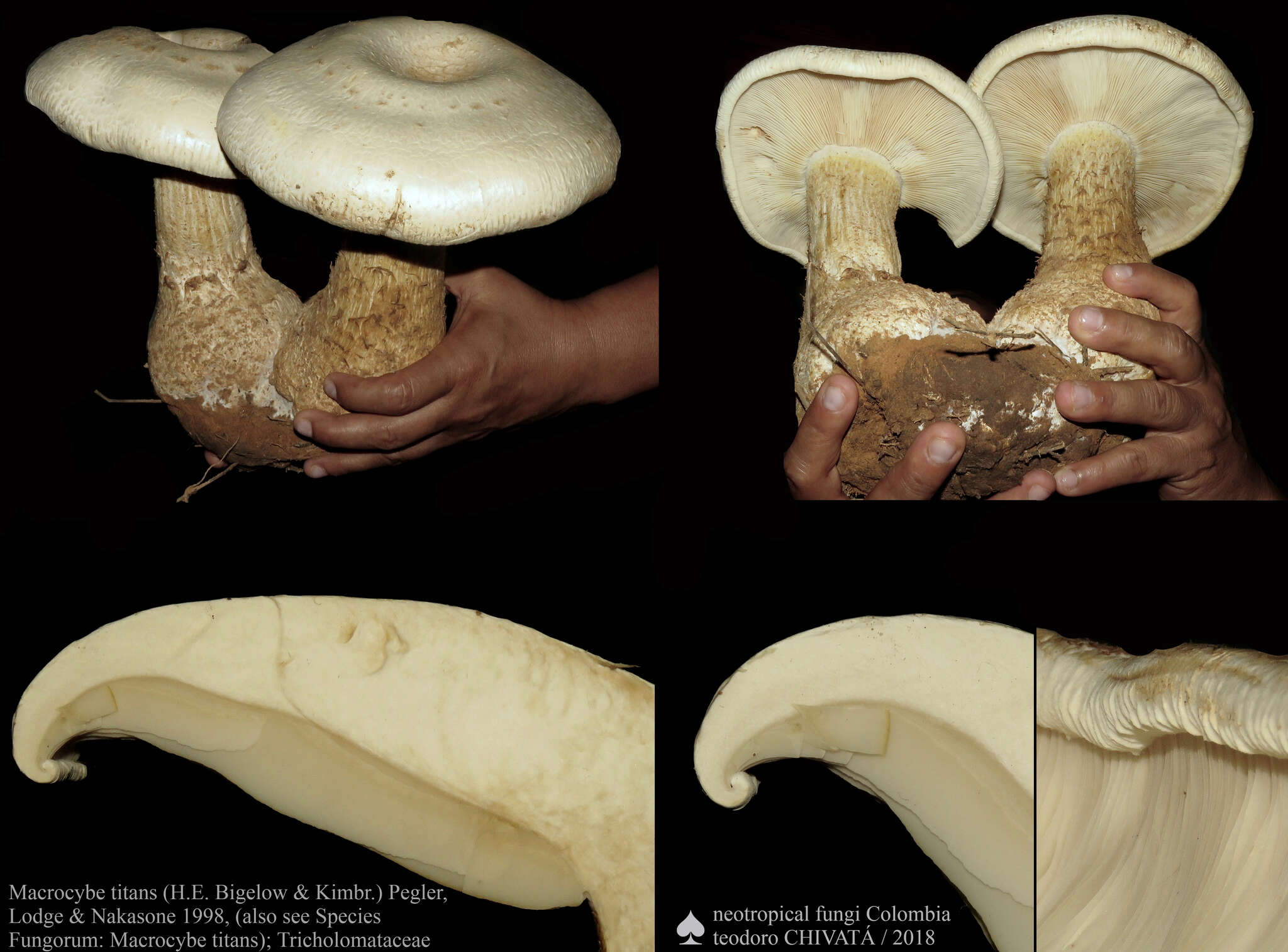 Image of Macrocybe titans (H. E. Bigelow & Kimbr.) Pegler, Lodge & Nakasone 1998