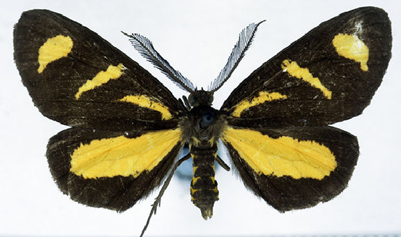 Image of <i>Ctimene radicata</i> Warren 1899