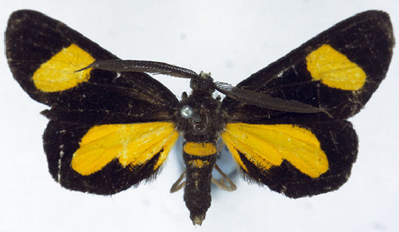 Image of <i>Ctimene flavannulata</i> Warren 1899