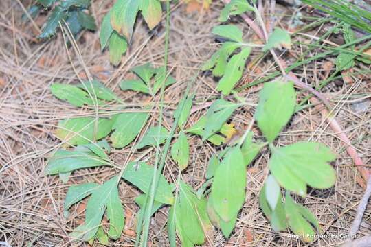 Image of Paeonia officinalis subsp. microcarpa (Boiss. & Reuter) Nyman