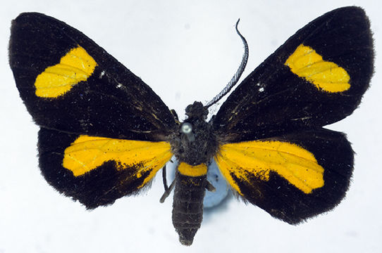 Image of <i>Ctimene flavannulata</i> Warren 1899