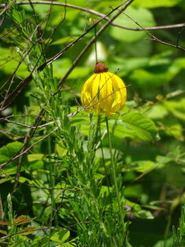 Image of rough coneflower