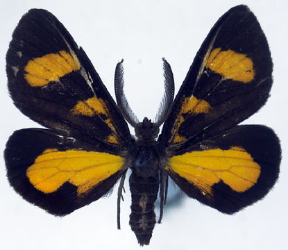 Image of Ctimene