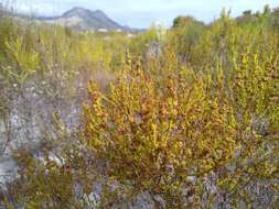 Erica subcapitata (N. E. Br.) E. G. H. Oliver resmi