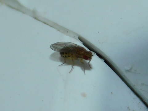 Imagem de Drosophila busckii Coquillett 1901