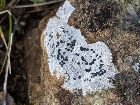 Image of lecidea lichen