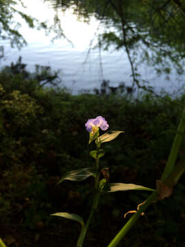 Image of Asiatic dayflower