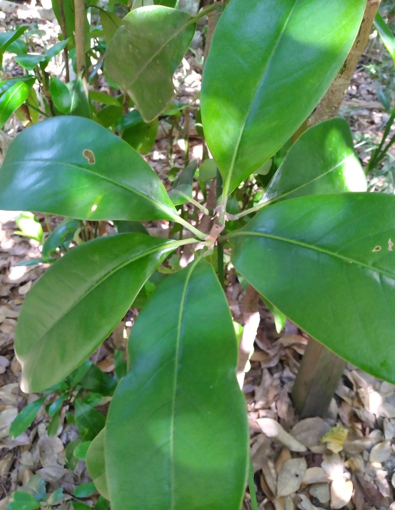 Image of Banana-shaped scale