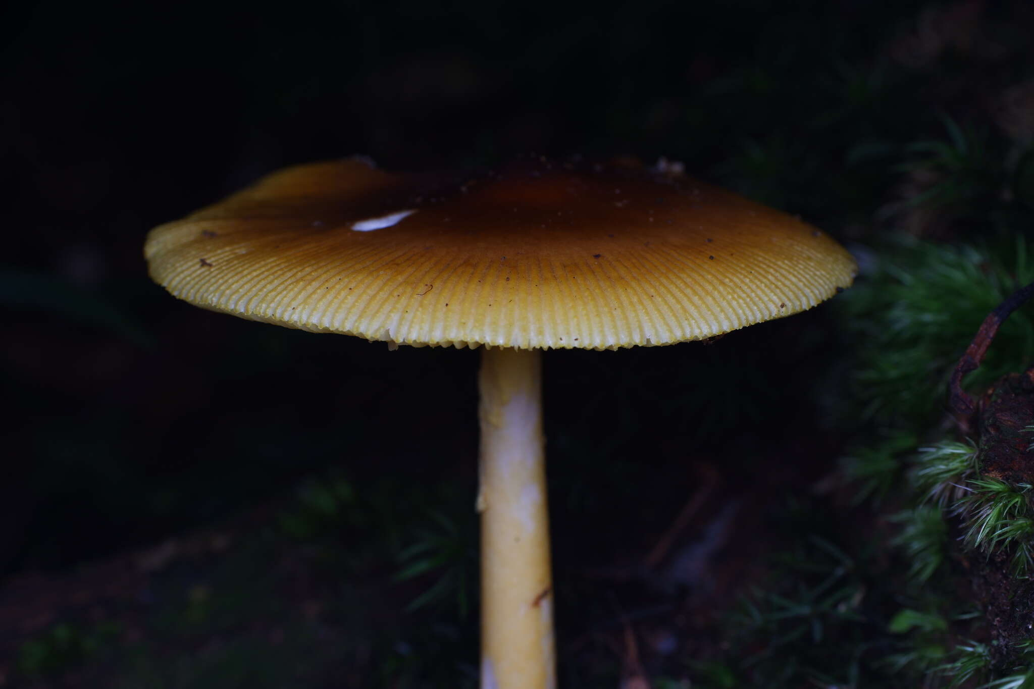 Image of Amanita similis Boedijn 1951