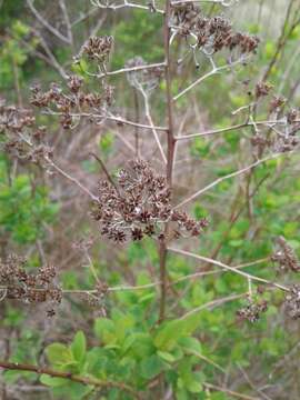 Image of Broad-Leaf Meadowsweet