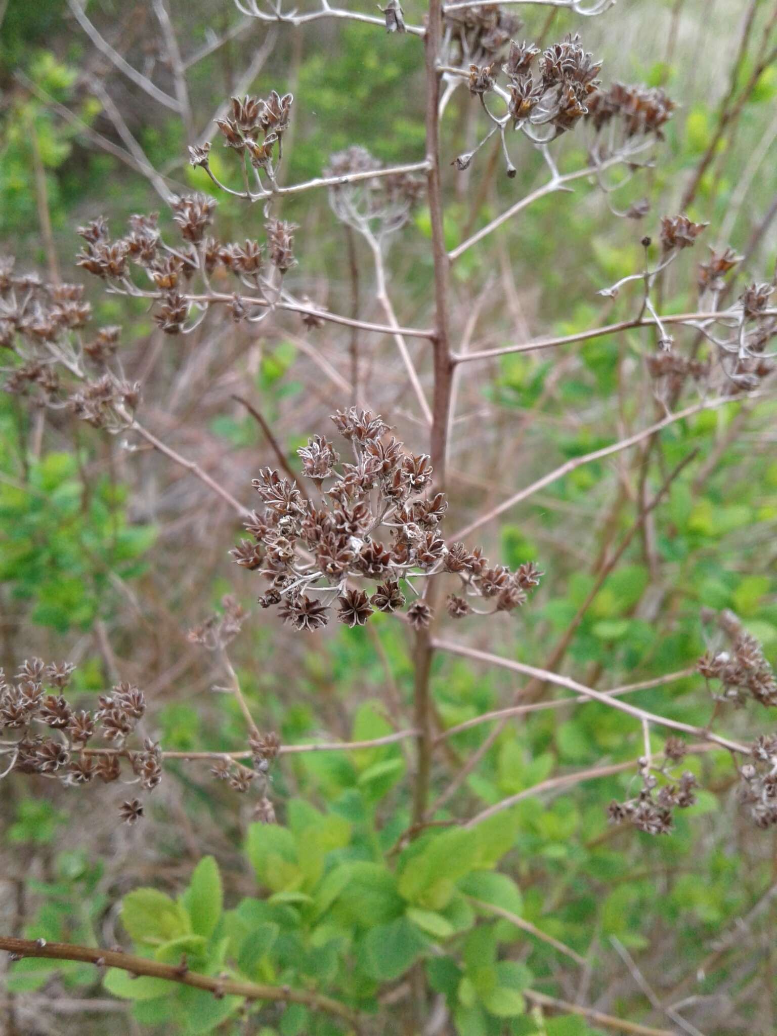 صورة Spiraea alba var. latifolia (Aiton) H. E. Ahles