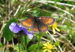 Erebia kefersteinii Eversmann 1851 resmi