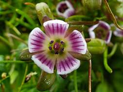 Image of Gentianella cerina (Hook. fil.) T. N. Ho & S. W. Liu