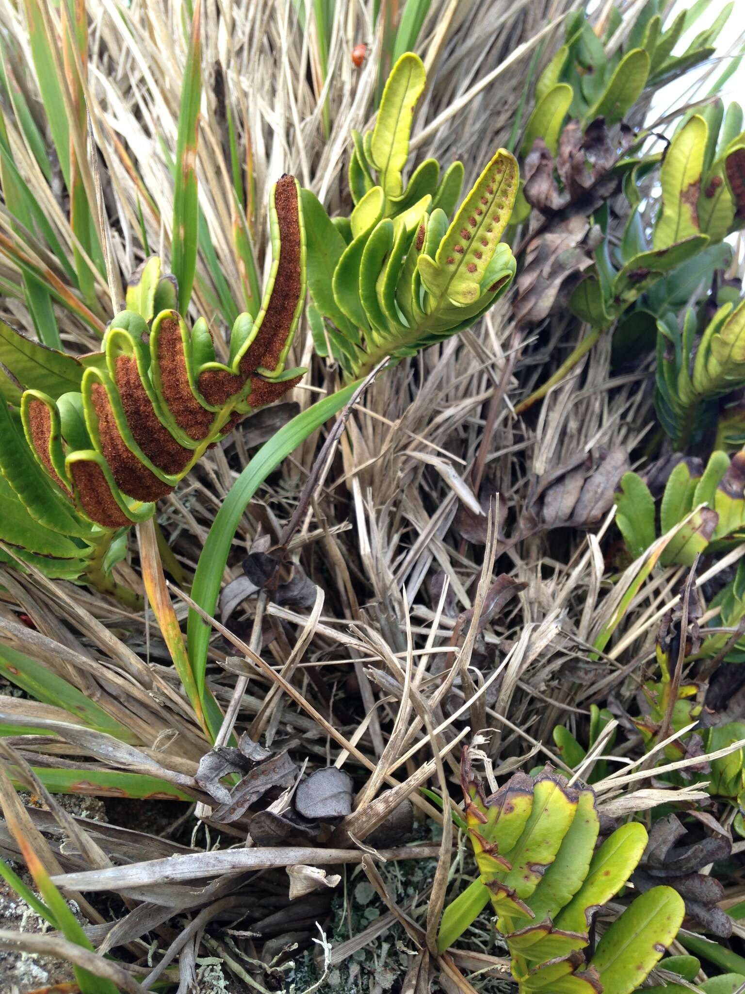 Image of leathery polypody