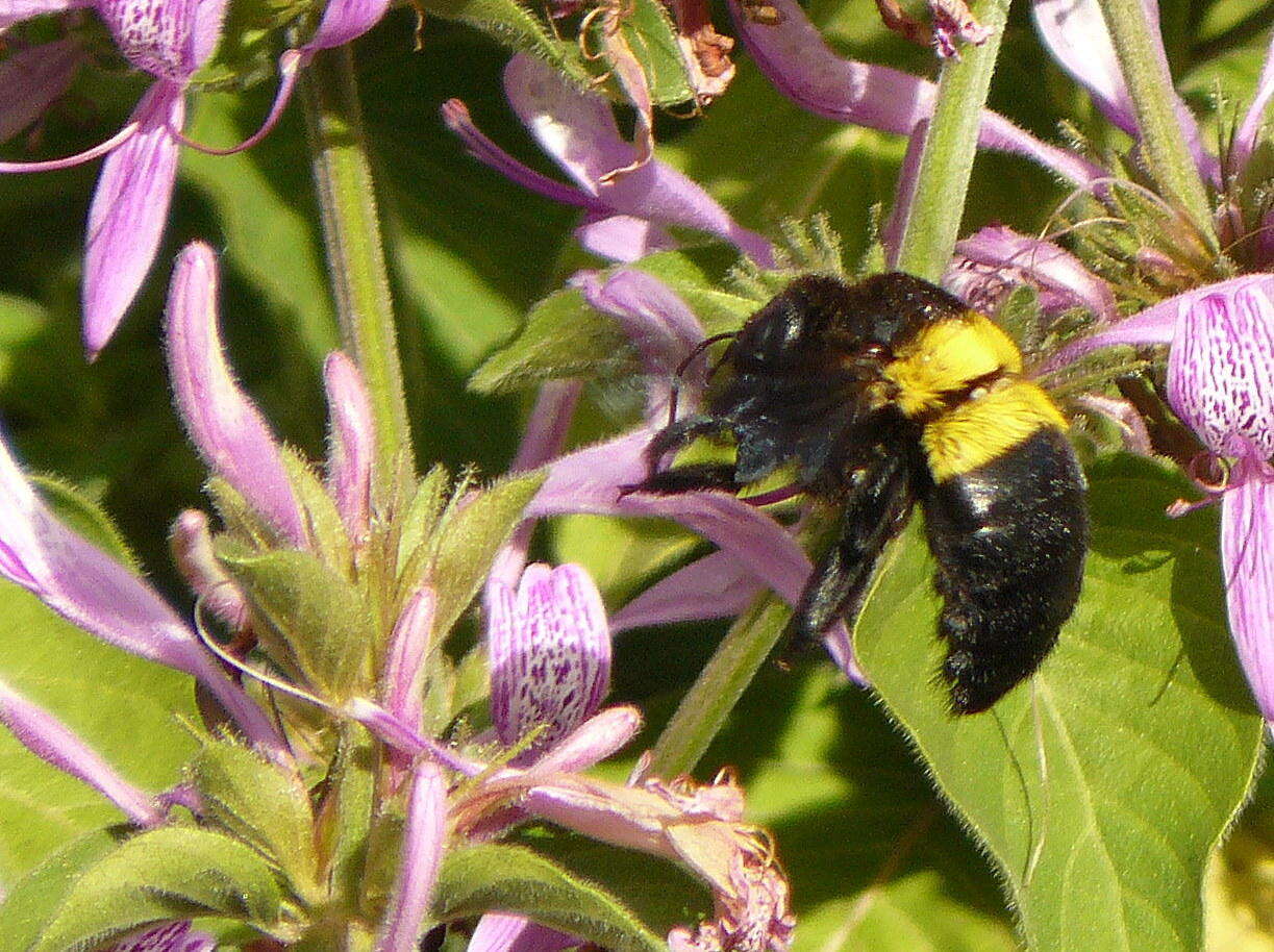 صورة Xylocopa caffra (Linnaeus 1767)