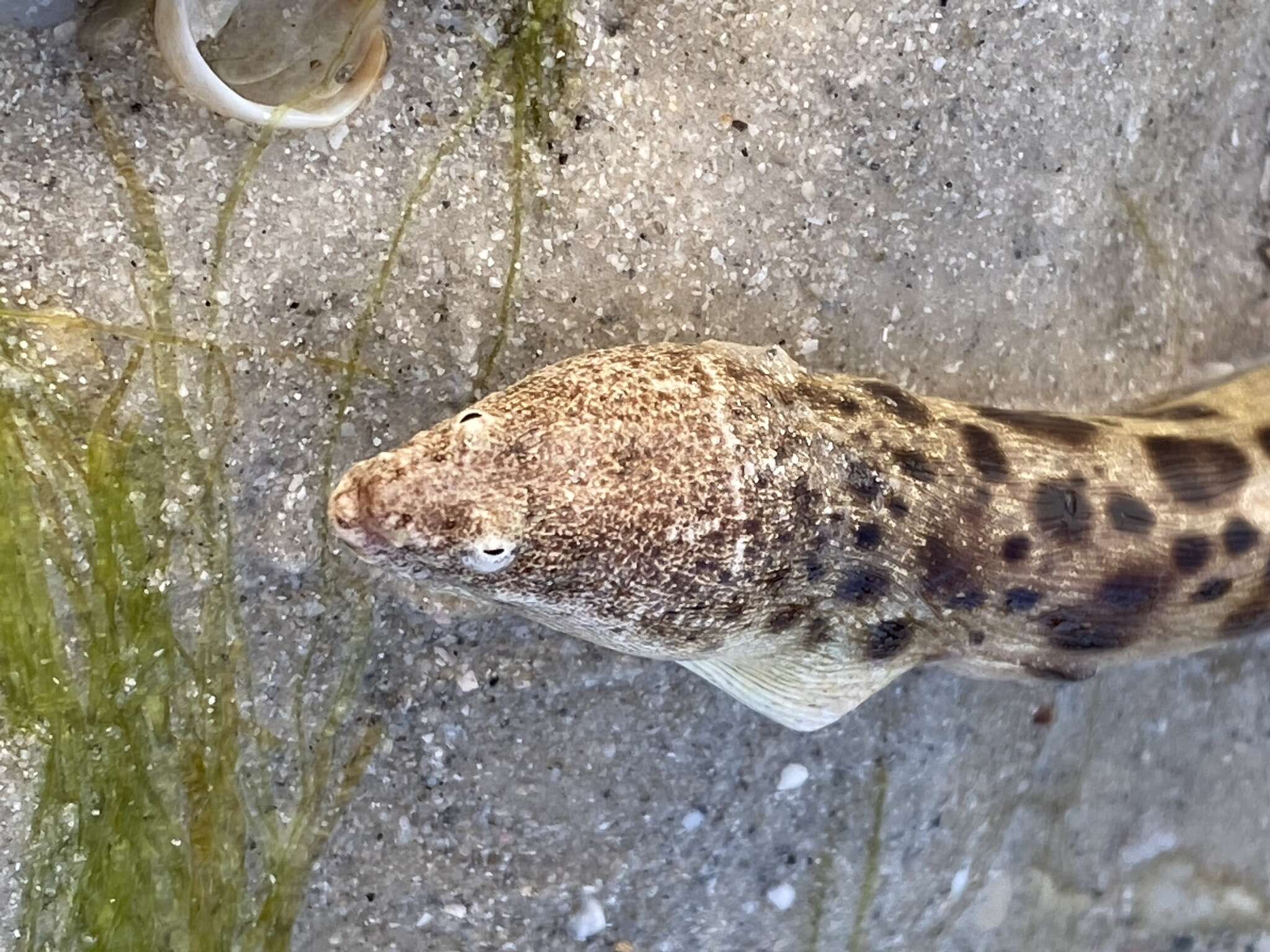 Image of Spotted Spoon-nose Eel