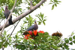 Image of Scaly-naped Pigeon