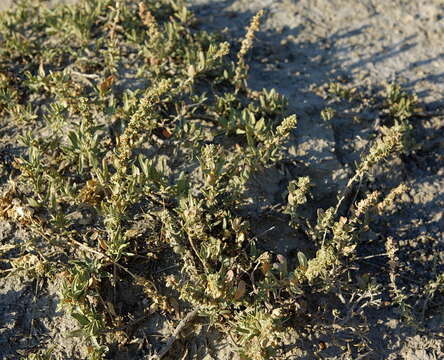 صورة Atriplex gardneri (Moq.) D. Dietr.