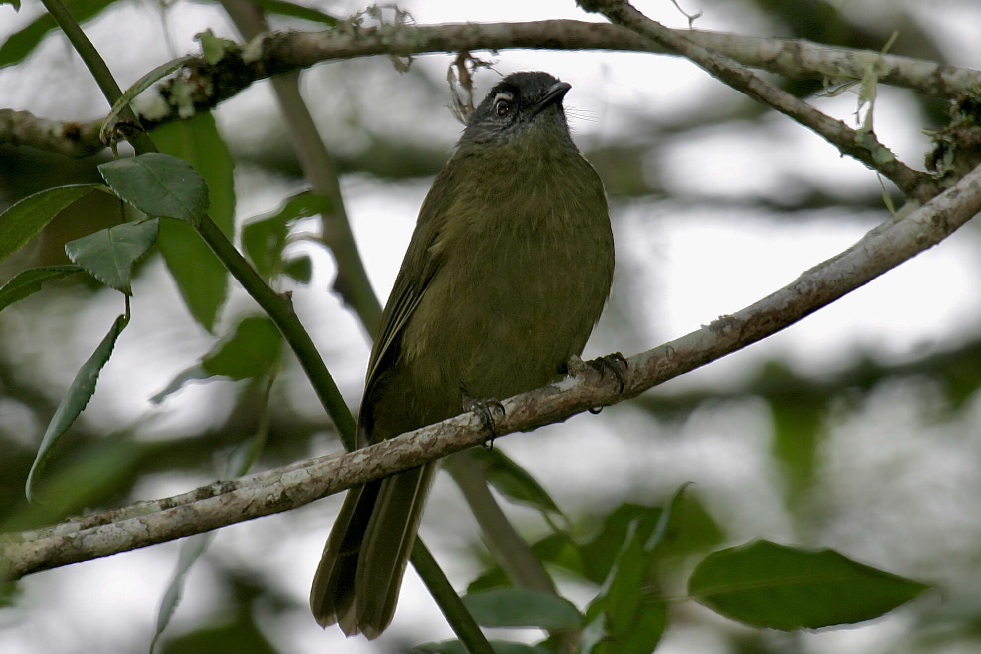 Arizelocichla milanjensis (Shelley 1894) resmi