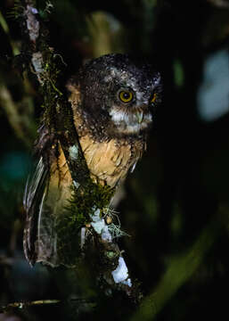 Image of White-throated Screech Owl