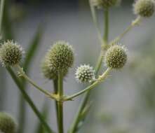 Imagem de Eryngium yuccifolium Michx.