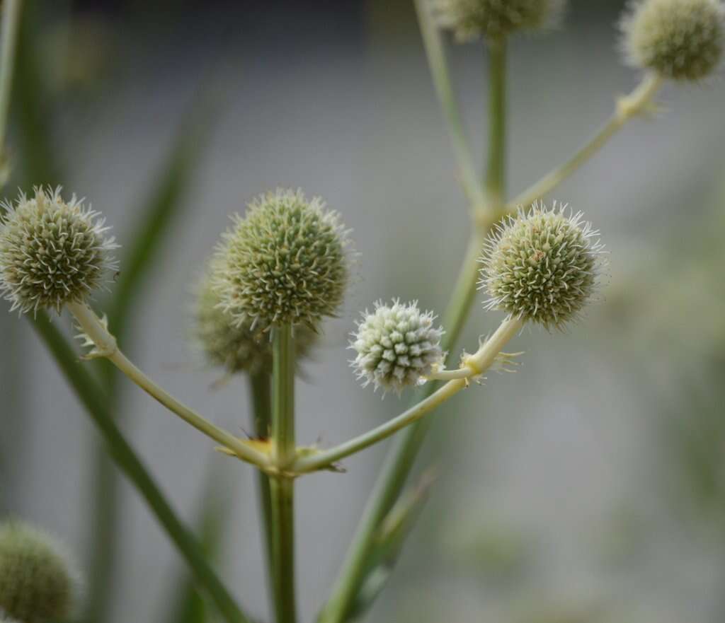 Eryngium yuccifolium Michx. resmi