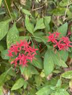 صورة Pentas lanceolata (Forssk.) Deflers