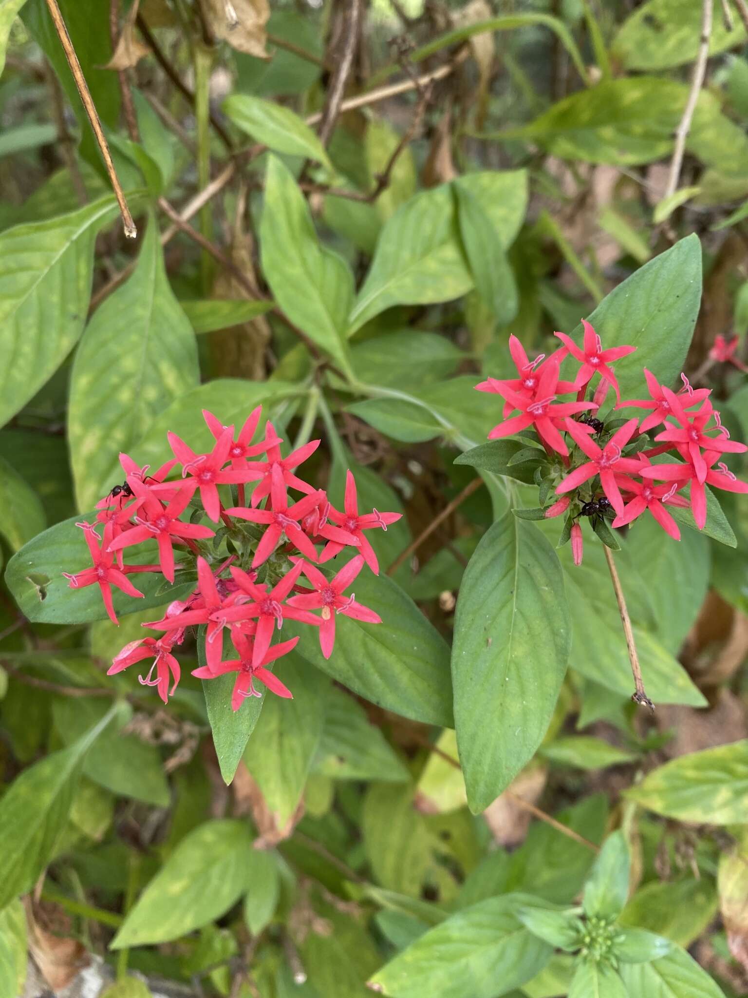 صورة Pentas lanceolata (Forssk.) Deflers