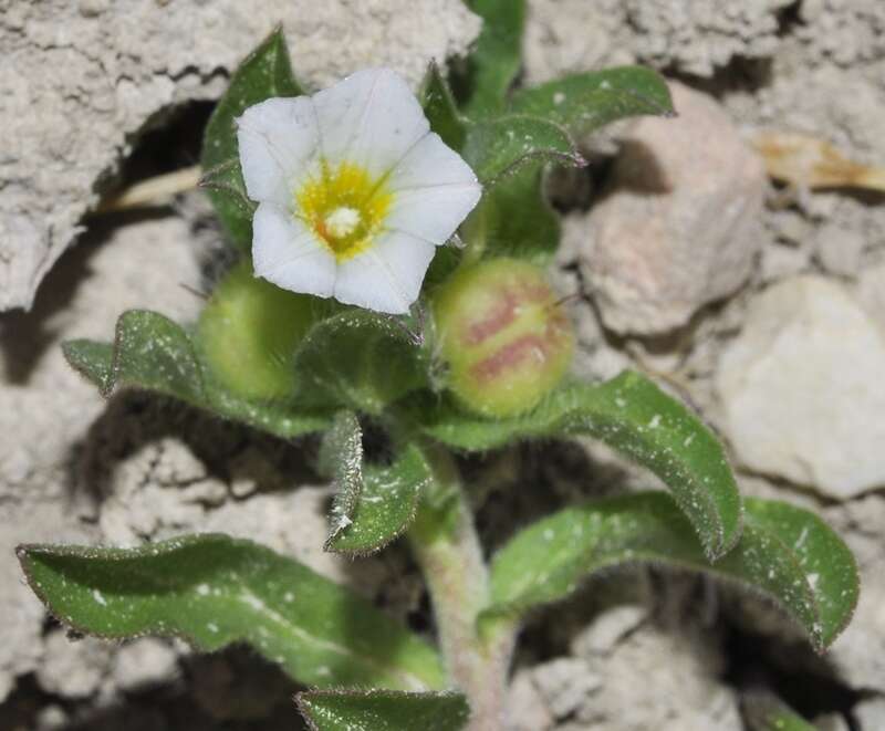 Image de Convolvulus humilis Jacq.